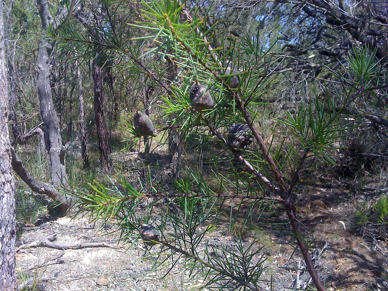 Hakea sericea: Bushy needlebush (Hakea sericea) lives up to its name if you try and nick its fruit. Dharawal Nature Reserve, NSW Australia, December 2008.