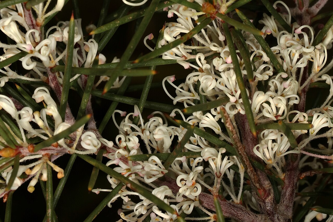 Hakea sericea: Hakea sericea , flowers. Naturalised alien invader, Jonkershoek Nature Reserve, Stellenbosch, Western Cape, South Africa