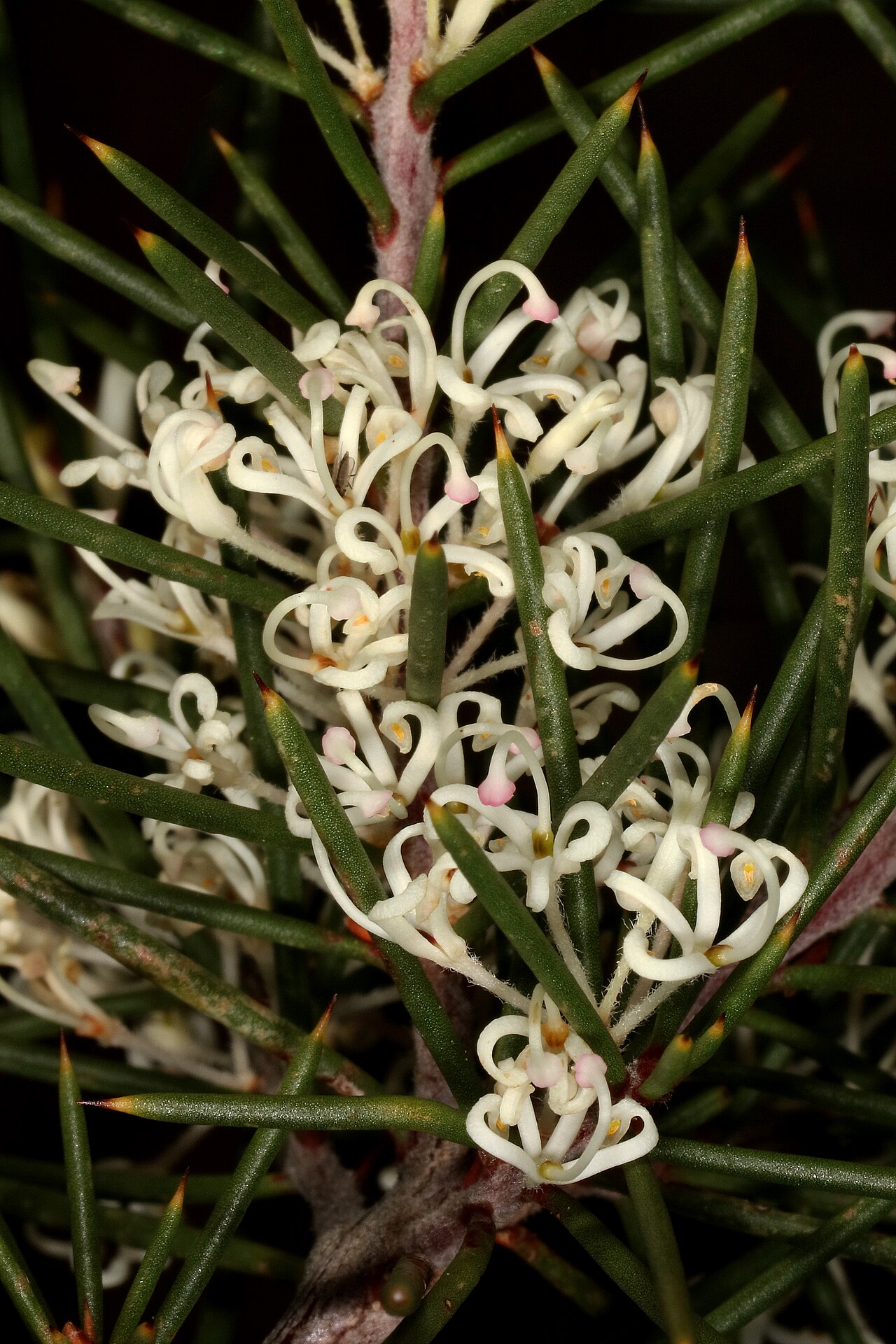 Hakea sericea: Hakea sericea , flowers. Naturalised alien invader, Jonkershoek Nature Reserve, Stellenbosch, Western Cape, South Africa