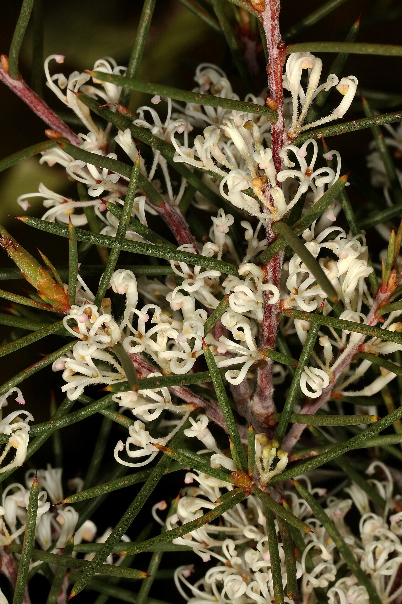 Hakea sericea: Hakea sericea , flowers. Naturalised alien invader, Jonkershoek Nature Reserve, Stellenbosch, Western Cape, South Africa