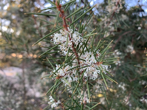 Hakea sericea (Hakea sericea)