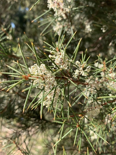 Hakea sericea (Hakea sericea)
