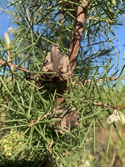 Hakea sericea (Hakea sericea)