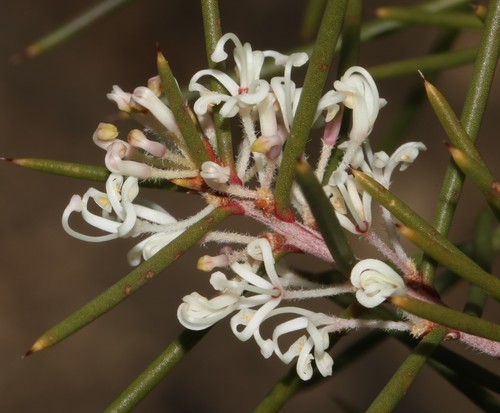 Hakea sericea (Hakea sericea)