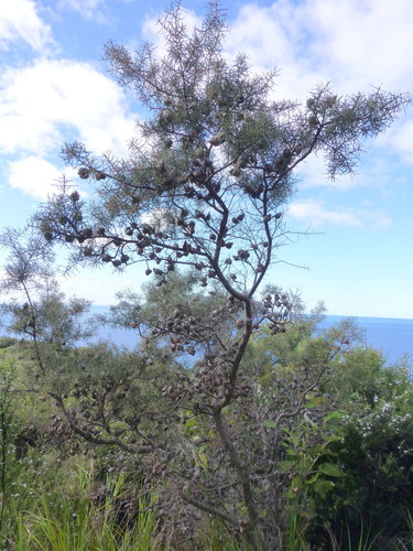 Hakea sericea (Hakea sericea)