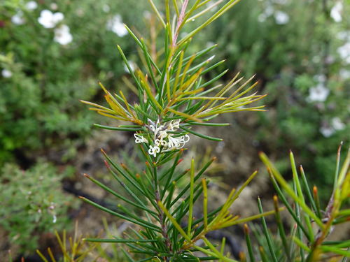 Hakea sericea (Hakea sericea)