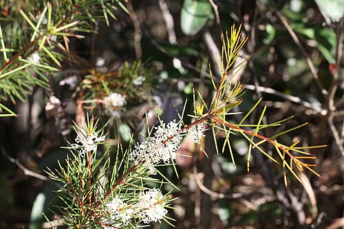 Dagger hakea: Dagger Hakea - Hakea teretifolia