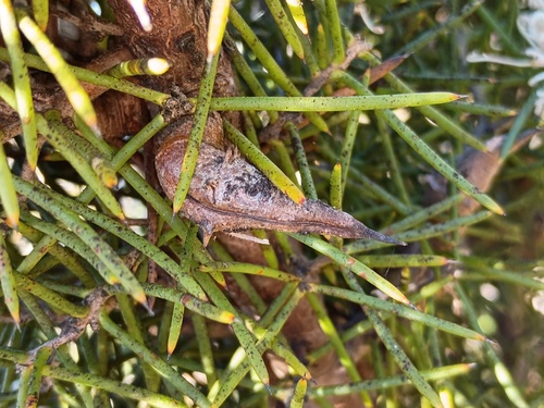 Dagger hakea (Hakea teretifolia)
