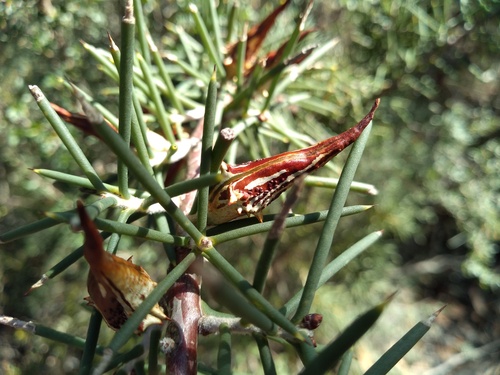 Dagger hakea (Hakea teretifolia)