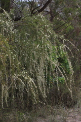 Dagger hakea (Hakea teretifolia)