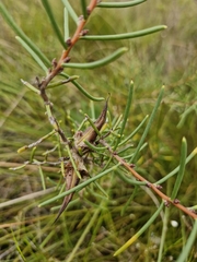 Dagger hakea (Hakea teretifolia)