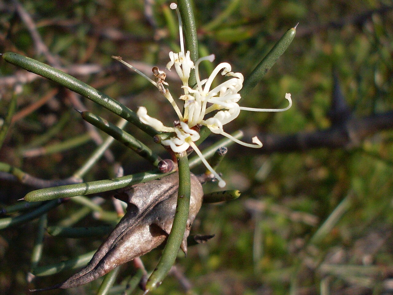 Dagger hakea: Dagger Hakea (Hakea teretifolia) in flower. Royal National Park, NSW Australia, May 2009.