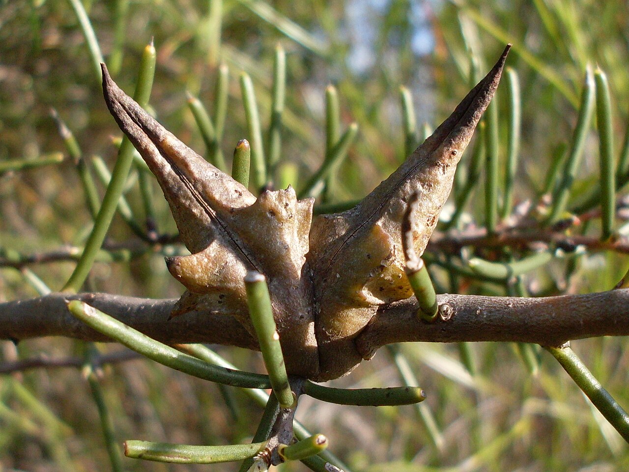 Dagger hakea: Dagger Hakea (Hakea teretifolia) fruit probably looks like an old fashioned dagger. Royal National Park, NSW Australia, May 2009.
