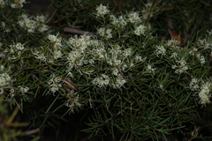 Dagger hakea (Hakea teretifolia)