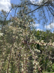 Dagger hakea (Hakea teretifolia)