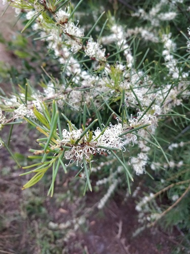 Dagger hakea (Hakea teretifolia)