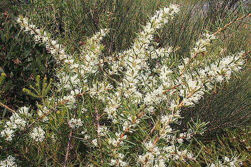 Dagger hakea: Hakea teretifolia - Botany Bay National Park, Kurnell