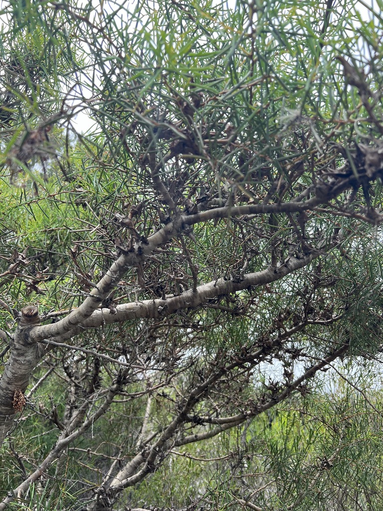 Dagger hakea (Hakea teretifolia)