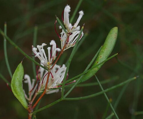 Hakea trifurcata: Leaves (2 types), flowers and fruit of Hakea trifurcata growing in Ellis Brook Valley, near Perth