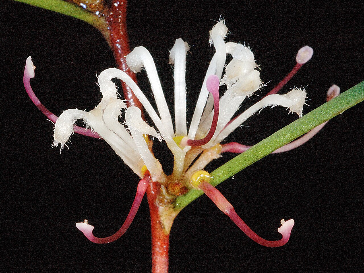 Hakea trifurcata: KRT3066