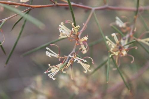 Hakea trifurcata (Hakea trifurcata)