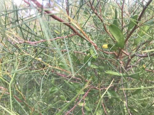 Hakea trifurcata (Hakea trifurcata)