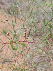 Hakea trifurcata (Hakea trifurcata)