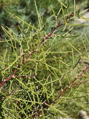 Hakea trifurcata (Hakea trifurcata)
