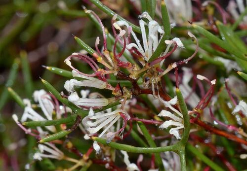 Hakea trifurcata (Hakea trifurcata)