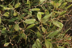 Hakea trifurcata (Hakea trifurcata)