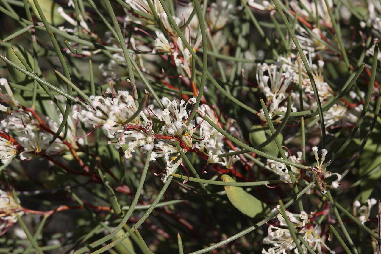 Hakea trifurcata: Hakea trifurcata taken at John Forrest National Park, Western Australia
