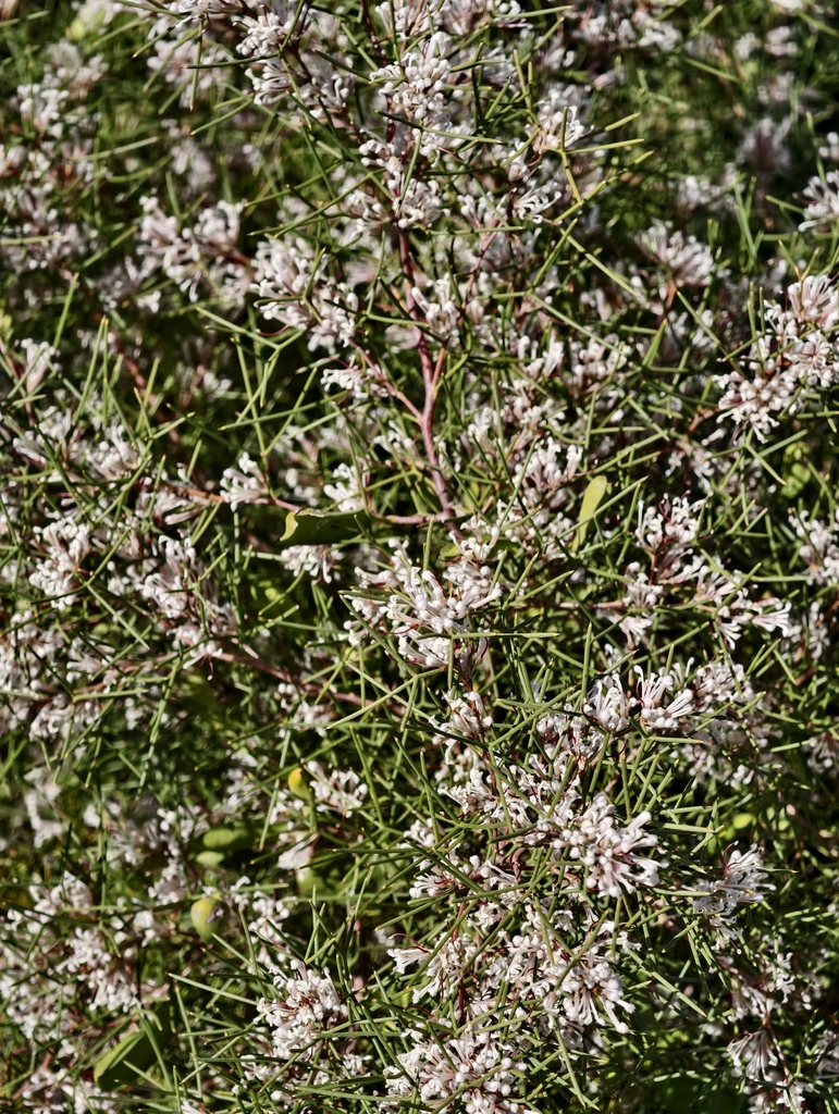 Hakea trifurcata (Hakea trifurcata)