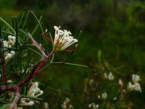 Hakea trifurcata: Hakea trifurcata Twin leaf Hakea This one has many pointy ends.