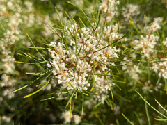 Hakea trifurcata (Hakea trifurcata)
