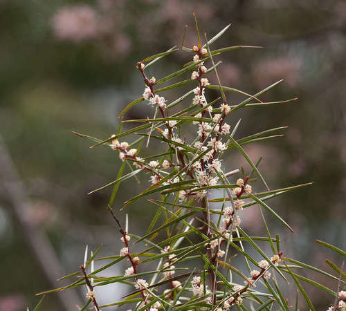 Hakea ulicina (Hakea ulicina)