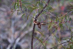 Hakea ulicina (Hakea ulicina)