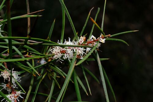 Hakea ulicina (Hakea ulicina)