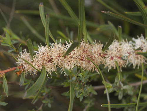 Hakea ulicina (Hakea ulicina)