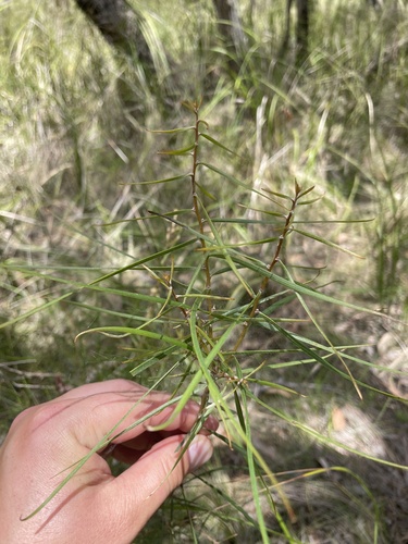 Hakea ulicina (Hakea ulicina)