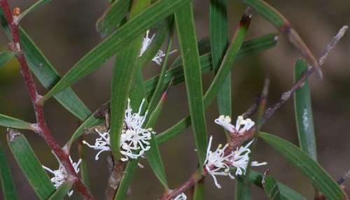 Hakea ulicina (Hakea ulicina)