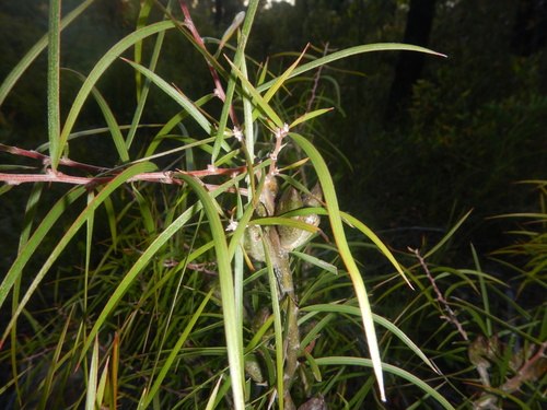 Hakea ulicina (Hakea ulicina)