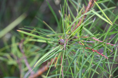 Hakea ulicina (Hakea ulicina)