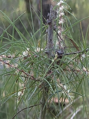 Hakea ulicina (Hakea ulicina)