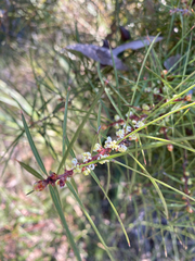 Hakea ulicina (Hakea ulicina)