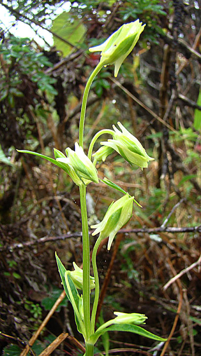 Halenia aquilegiella: From high on Cerro de la Muerte, Costa Rica. In context at www.dixpix.ca/meso_america/Flora/apocyan/index.html