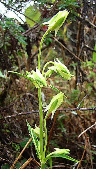 Halenia aquilegiella: From high on Cerro de la Muerte, Costa Rica. In context at www.dixpix.ca/meso_america/Flora/apocyan/index.html