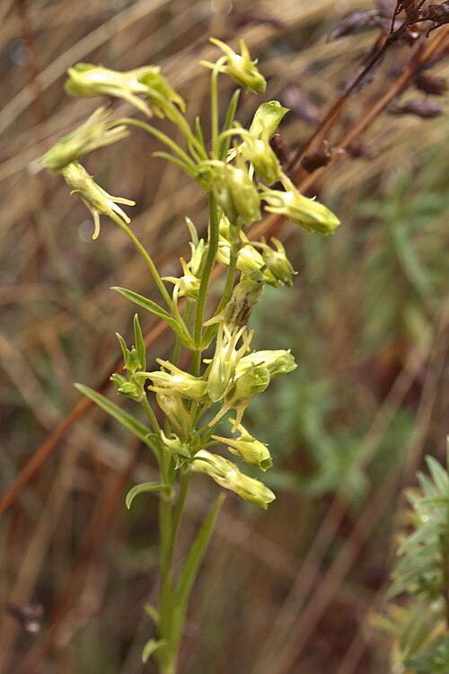 Halenia aquilegiella: Halenia aquilegiella-0771 copy