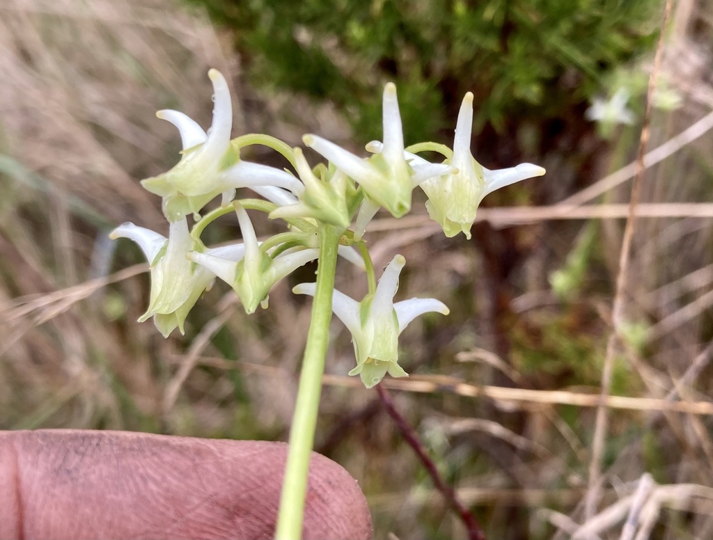 Halenia asclepiadea (Halenia asclepiadea)