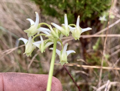 Halenia asclepiadea (Halenia asclepiadea)