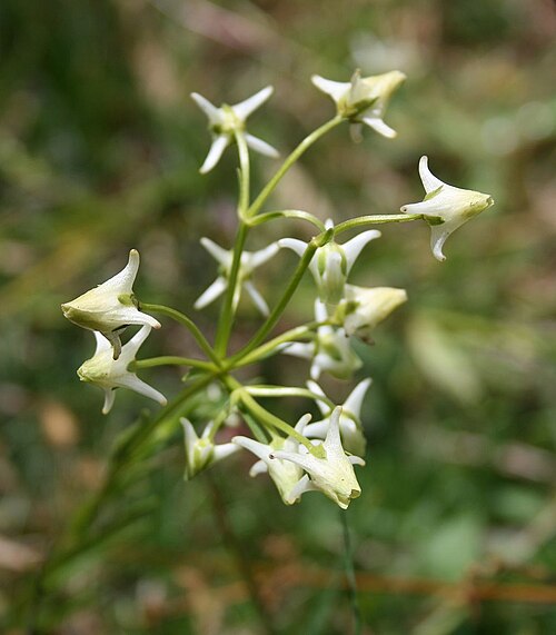 Halenia asclepiadea: Halenia asclepiadea , Enziangewächse (Gentianaceae) – Kolumbien/Colombia: Dpto. Cundinamarca, Parque Nacional Natural Chingaza, Sendero Lagunas de Siecha, ca. 1